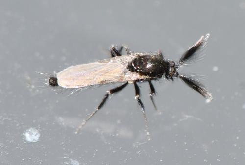 Réf. 300 361 : Forcipomyia sp.